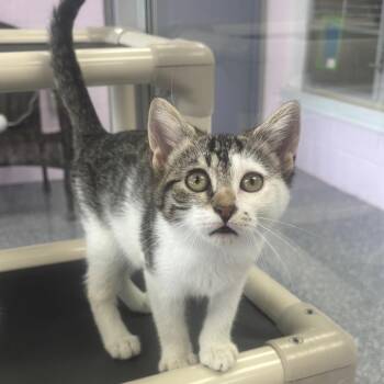 Regina -  Domestic Short Hair Cat for Adoption in Marshalltown, Iowa - Regina | PetCurious