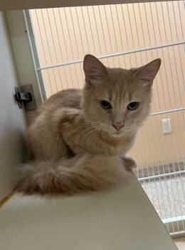 CROISSANT -  Domestic Medium Hair Cat for Adoption in Thousand Palms, California - CROISSANT | PetCurious