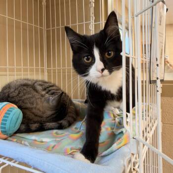 Lumen -  Domestic Short Hair Cat for Adoption in Myerstown, Pennsylvania - Lumen | PetCurious
