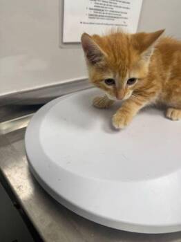 Domestic Short Hair Cats Available for Adoption in Sevierville, Tennessee - Cholula | PetCurious