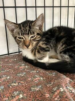 Mocha -  Domestic Short Hair Cat for Adoption in Lunenburg, Massachusetts - Mocha | PetCurious