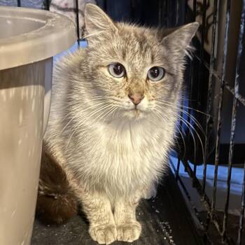Salma -  Domestic Medium Hair and Siamese Cat Available for Adoption in Johnstown, Pennsylvania - Salma | PetCurious