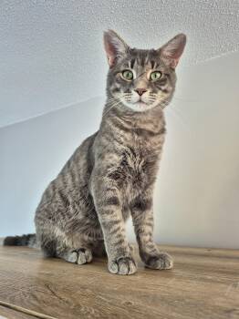Domestic Short Hair Cats Available for Adoption in Winnipeg, Manitoba - Winston | PetCurious