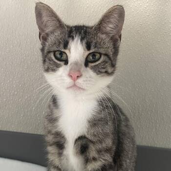 Finch -  Domestic Short Hair Cat for Adoption in New Philadelphia, Ohio - Finch | PetCurious