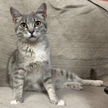 Maria -  Domestic Short Hair Cat for Adoption in Flagstaff, Arizona - Maria | PetCurious