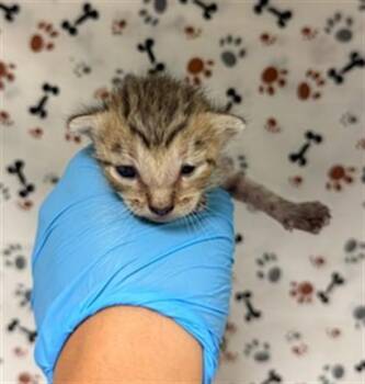 LILY -  Domestic Short Hair Cat for Adoption in Riverside, California - LILY | PetCurious