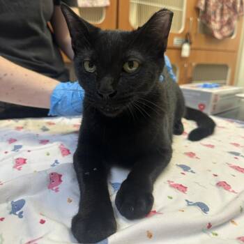 Atheno -  Domestic Short Hair Cat for Adoption in Murray, Utah - Atheno | PetCurious