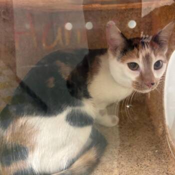 Domestic Short Hair Cats Available for Adoption - Milo | PetCurious