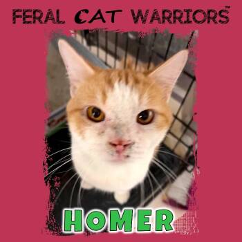 Homer -  Domestic Short Hair Cat for Adoption in Kingman, Arizona - Homer | PetCurious