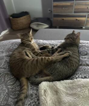 American Shorthair Cats Available for Adoption - Sarabi (bonded To Sister Nala) | PetCurious
