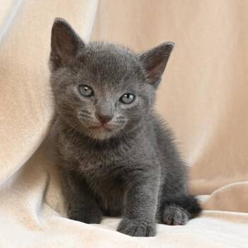 Mason -  Russian Blue and Domestic Short Hair Cat for Adoption in Mobile, Alabama - Mason | PetCurious