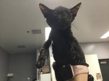 ATHENA -  Domestic Short Hair Cat for Adoption in Thousand Palms, California - ATHENA | PetCurious