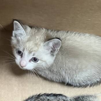 Rescue Domestic Short Hair Cats for Adoption in Houston, Texas - Juicebox | PetCurious