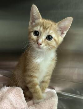 Goldie -  Domestic Short Hair and Tabby Cat for Adoption in Lawrenceville, Georgia - Goldie | PetCurious