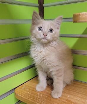 EZRA -  Domestic Medium Hair Cat for Adoption in St. Peters, Missouri - EZRA | PetCurious