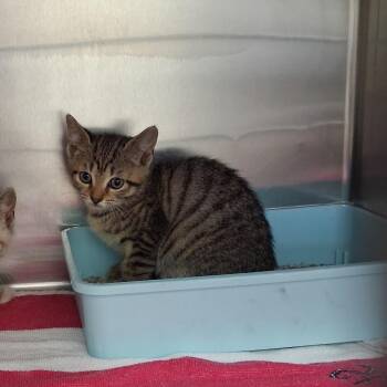 Domestic Medium Hair Cats Available for Adoption in Auburn, Alabama - Mojave | PetCurious