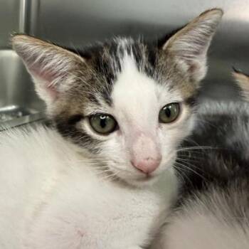 Edison -  Domestic Short Hair Cat for Adoption in Los Angeles, California - Edison | PetCurious