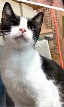 Mamma Oreo -  Tabby Cat for Adoption in San Antonio, Texas - Mamma Oreo | PetCurious