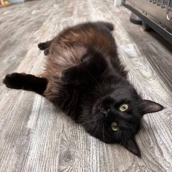 Zeus -  Domestic Long Hair Cat for Adoption in Greensburg, Pennsylvania - Zeus | PetCurious