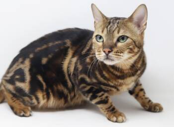 Zeus and Casper - BONDED PUREBRED BENGALS - read full bio before -  Bengal Cat for Adoption in Bedford Hills, New York - Zeus And Casper - BONDED PUREBRED BENGALS - Read Full Bio Before | PetCurious
