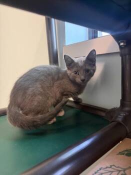 Joseph -  Domestic Short Hair Cat for Adoption in Harbor Springs, Michigan - Joseph | PetCurious