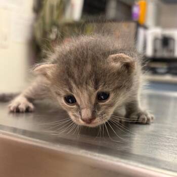 Steve -  Domestic Short Hair Cat for Adoption in Charleston, West Virginia - Steve | PetCurious