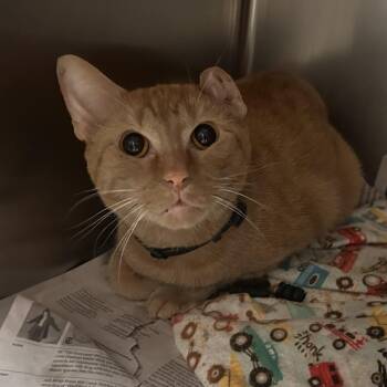 black collar -  Domestic Short Hair Cat for Adoption in Galveston, Texas - Black Collar | PetCurious
