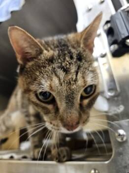 Rescue Domestic Short Hair Cats for Adoption in Honolulu, Hawaii - Nani | PetCurious