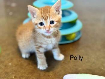Domestic Short Hair and Tabby Cats Available for Adoption in Emerald Isle, North Carolina - Polly | PetCurious