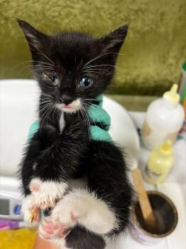 A1913523 -  Domestic Short Hair Cat for Adoption in Riverside, California - A1913523 | PetCurious
