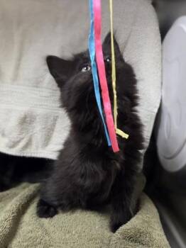 Janine -  Domestic Short Hair Cat for Adoption in Westland, Michigan - Janine | PetCurious