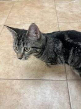 Rescue Domestic Short Hair Cats for Adoption in Grand Junction, Colorado - Canon | PetCurious