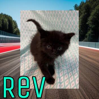 Domestic Medium Hair Cats Available for Adoption in Royse City, Texas - Rev | PetCurious