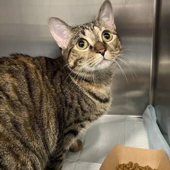 Ivy -  Domestic Short Hair Cat for Adoption in Greensboro, North Carolina - Ivy | PetCurious