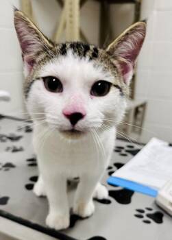 JASON -  Domestic Short Hair Cat for Adoption in Derwood, Maryland - JASON | PetCurious