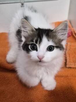 Gorgonzola -  Domestic Medium Hair and Domestic Short Hair Cat for Adoption in Savannah, Georgia - Gorgonzola | PetCurious