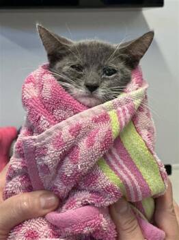 Snow Cone -  Domestic Short Hair Cat for Adoption in West Chester, Pennsylvania - Snow Cone | PetCurious