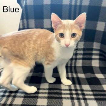 Rescue Tabby Cats for Adoption in Rushville, Illinois - Blue | PetCurious