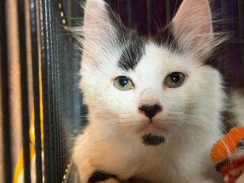 Hattie -  Domestic Long Hair Cat for Adoption in Peru, New York - Hattie | PetCurious