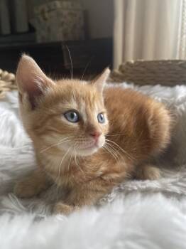 York -  Domestic Short Hair Cat for Adoption in Virginia Beach, Virginia - York | PetCurious