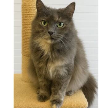 Rescue Domestic Long Hair Cats for Adoption in Hackett, Arkansas - Smokey | PetCurious