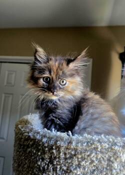 Turkish Angora and Tortoiseshell Cats Available for Adoption in Los Angeles, California - Tiara | PetCurious