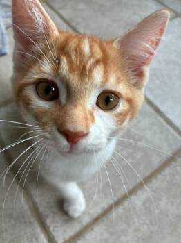 Sparkfire -  Domestic Short Hair Cat for Adoption in Arthur, Ontario - Sparkfire | PetCurious