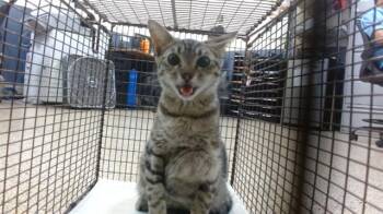 Domestic Short Hair Cats Available for Adoption in Doral, Florida - ANGELINA | PetCurious