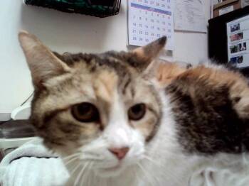 ROSE -  Domestic Short Hair Cat for Adoption in Martinez, California - ROSE | PetCurious