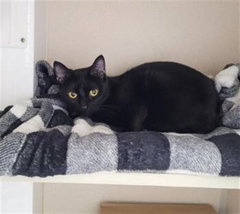 MAVIS -  Domestic Short Hair Cat for Adoption in Loveland, Colorado - MAVIS | PetCurious