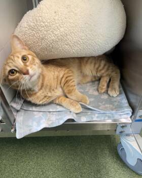Calloway -  Domestic Short Hair Cat for Adoption in Seneca, Pennsylvania - Calloway | PetCurious
