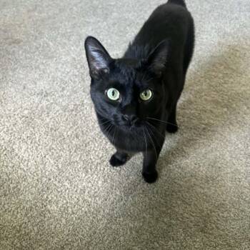 Minx -  Domestic Short Hair Cat for Adoption in Spring Hill, Kansas - Minx | PetCurious