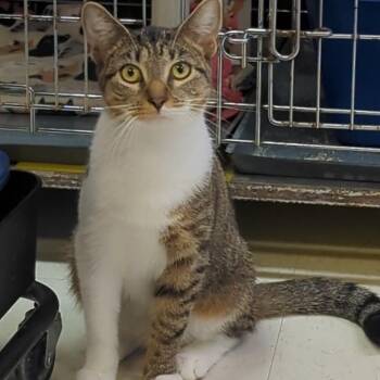 Rescue Domestic Short Hair Cats for Adoption in West Jefferson, Ohio - Olivia | PetCurious