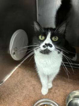 Charlie -  Domestic Long Hair Cat for Adoption in Lafayette, Indiana - Charlie | PetCurious